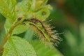 Chenille dévoreuse et plus!!
